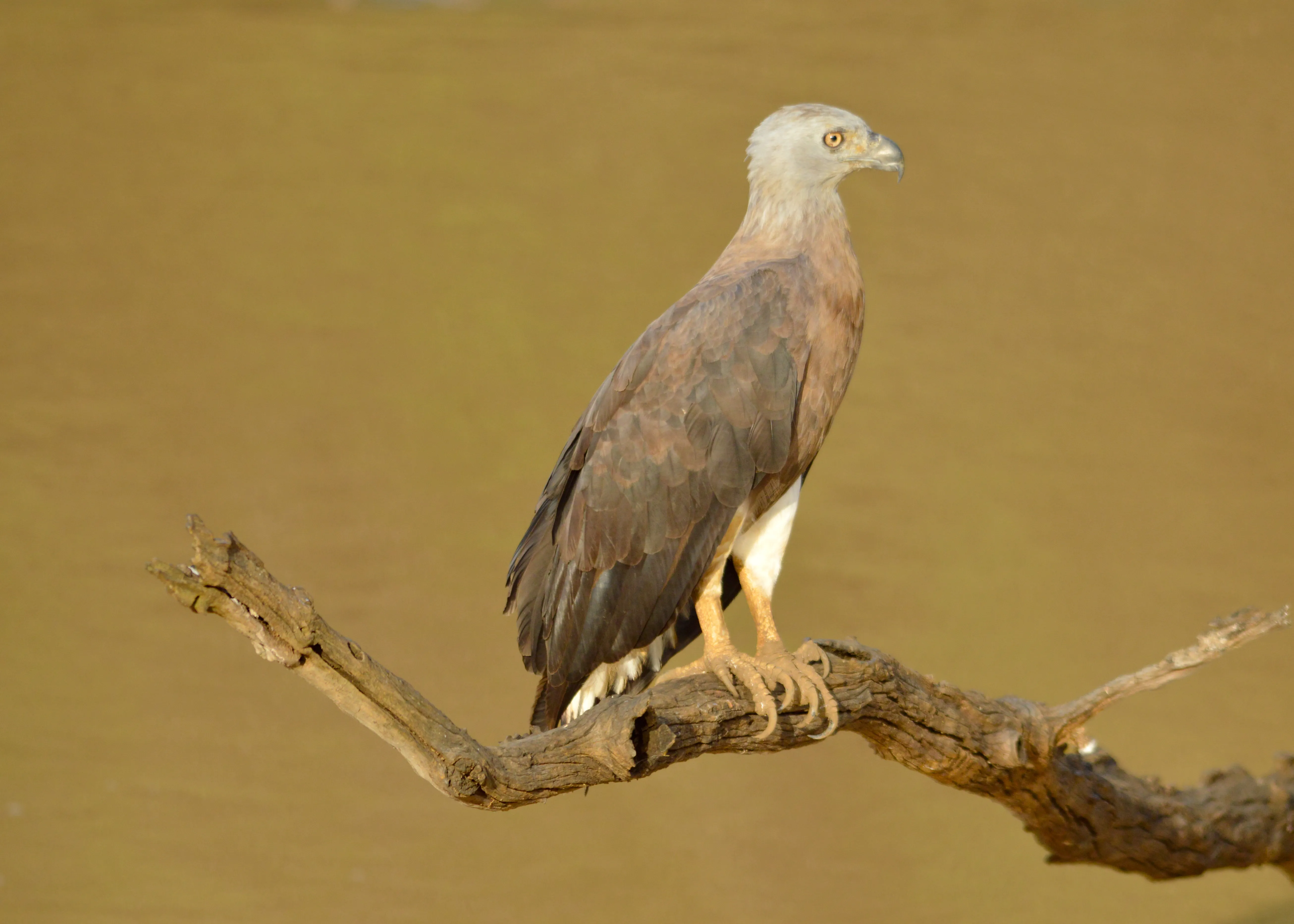Grey-headed fish-eagle